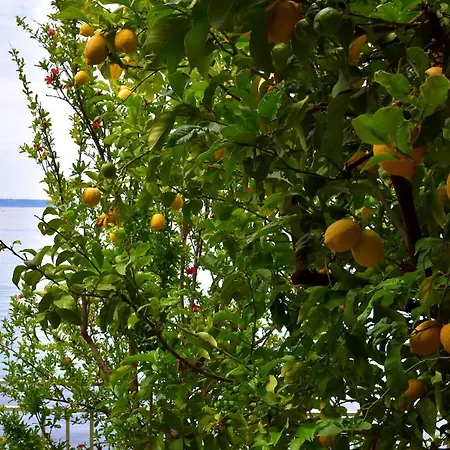 Irma Lägenhet Podstrana